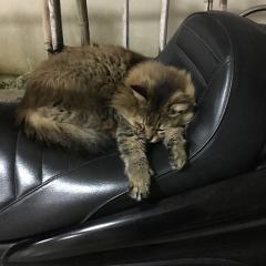 初めまして、ヒコバレイと申します。