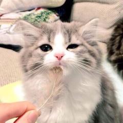 ✔︎ねこひー🐈死体