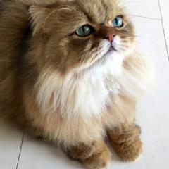 シャムネコ