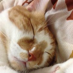 ひかり(ฅ'ω'ฅ)♪