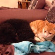 台湾のゆうのトーク