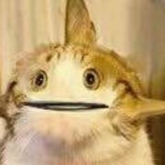 超威蓝猫