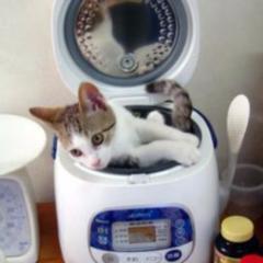 ねこまんま♂