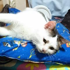 構って(*´･ω･)