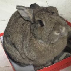 ネロ チャンのトーク