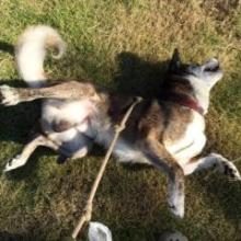 にくんちゅのトーク