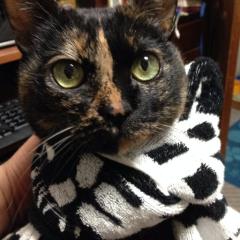 ロッシパパのトーク