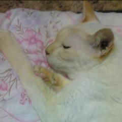 😺み～ちゃん😺あまちゃん推し