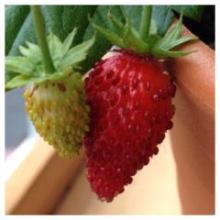 焼肉はトークしません