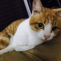 アサハト