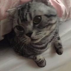 葉醤