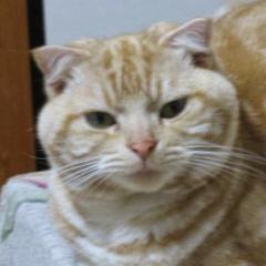 中山ニャンた