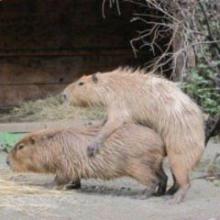 MCパイパンとMCキー坊