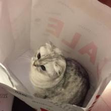 Cattt₍₍ ◝(ˊ•◡•ˋ)◞ ₎₎のトーク