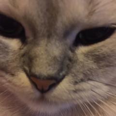 Cattt₍₍ ◝(ˊ•◡•ˋ)◞ ₎₎