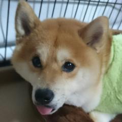 豆柴犬レン君番長