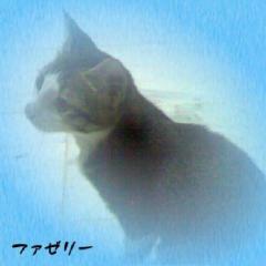 ファゼリー Talk