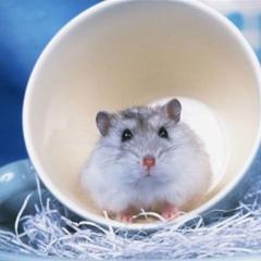 ハ厶スターのトーク