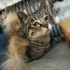 しょう君のトーク