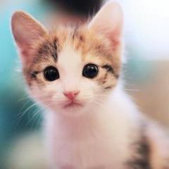 ヘンドラ