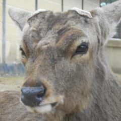 しかおっちのトーク