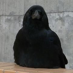 教えてください