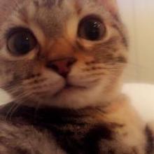 SOSOsoDIOのトーク