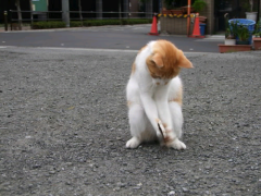 そらいろのたね(#hfu#ユナイ友ォ)