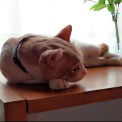 こやぎ