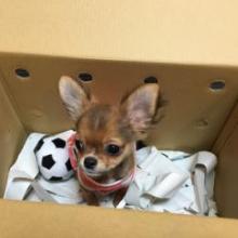 おとうとロビンの社会化レッスン