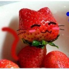 イチゴ猫で〜☆