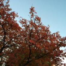 ナンテコトナイコト