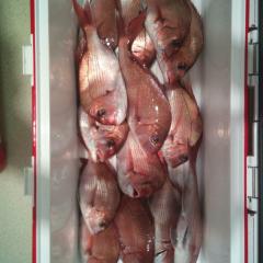 デンスケだょ〜〜(^.^)