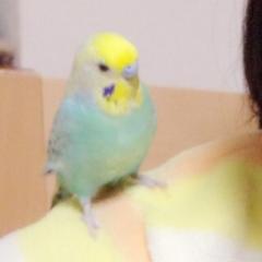 あるち
