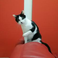 しろみみのトーク