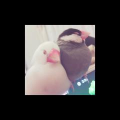 karin( *ˊᗜˋ* )