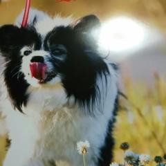 ﾊﾟﾋﾞﾖﾝ愛犬デッピー16歳