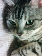 ゆうこ