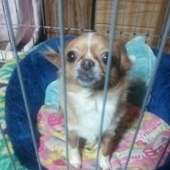 動物について語り会いましょう