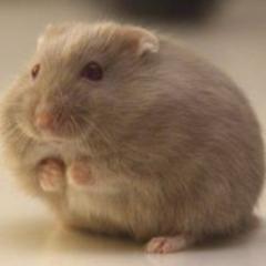 簡倉敔