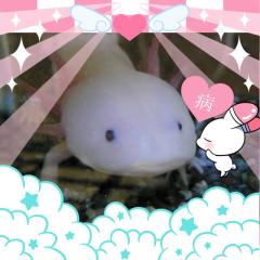 マモ兄(´•ω•`๑)♡