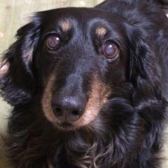 1_dachshund（糖質制限中）
