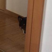 ちゃーのトーク