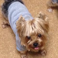 お豆腐メンタル