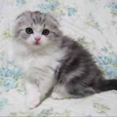 ゆり