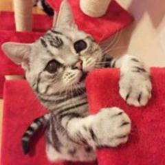 ぬこ