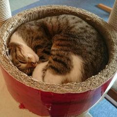 ぽん