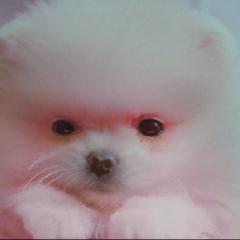 ☆ごとみん☆(まゆ姉公認w)マヨ隊