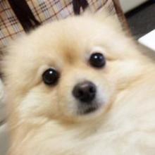 «ポメ対応の巻»