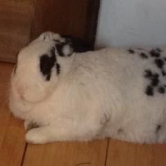 うさぎちゃん🐰🐰
